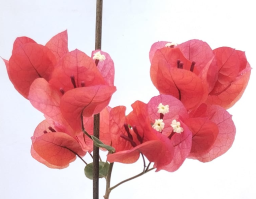 bougainvilla roja flor
